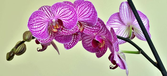 Funerales personalizados