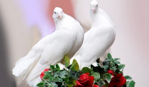 Soltar palomas en un funeral f02