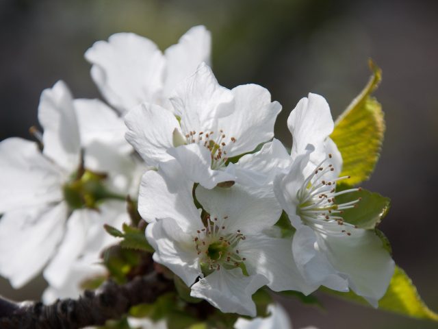 Planifique por adelantado