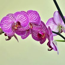 Funerales personalizados