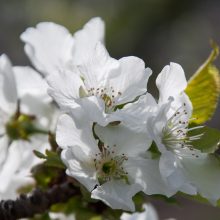 Planifique por adelantado