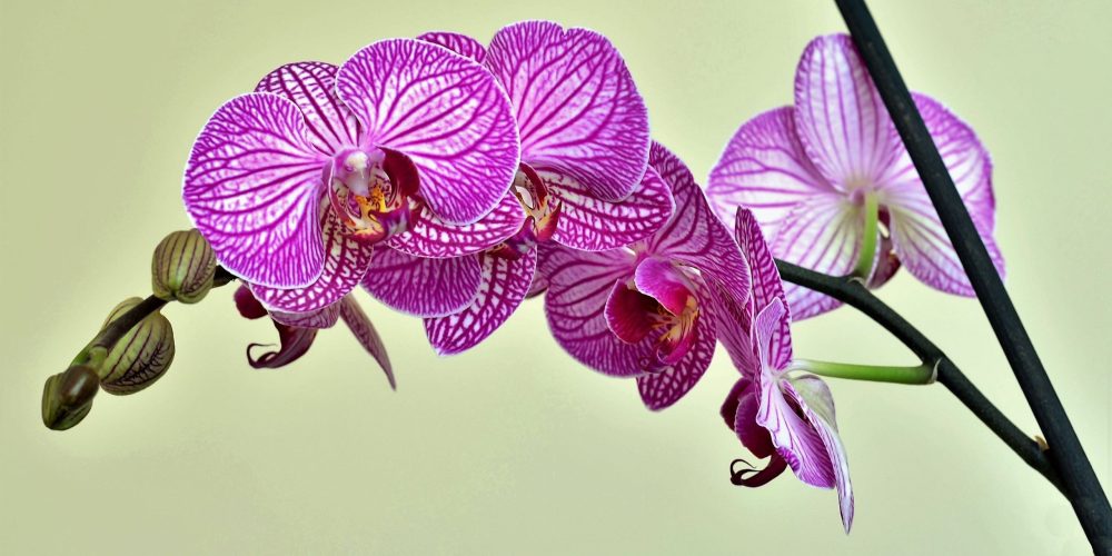 Funerales personalizados