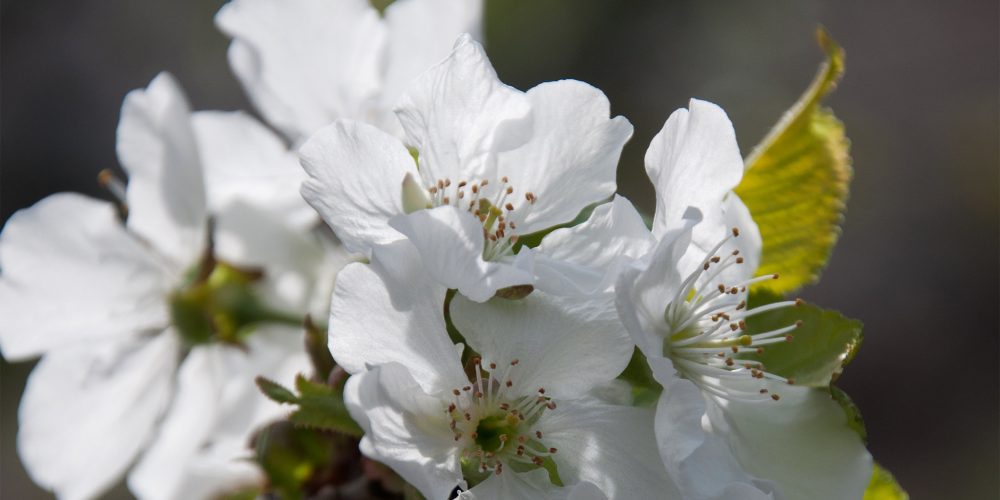 Planifique con antelación