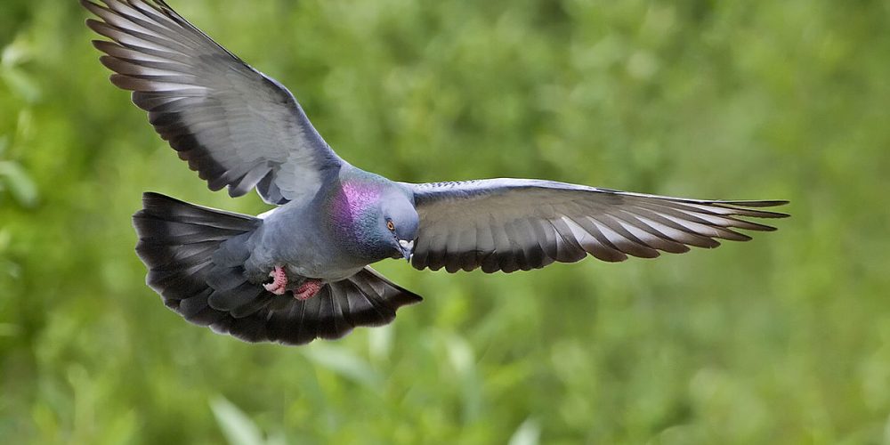Suelta de palomas